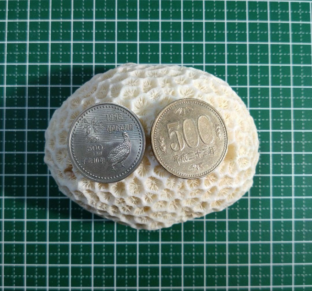 Amazon.co.jp: 個性的な珊瑚 珊瑚 珊瑚礁 貝殻 シーグラス