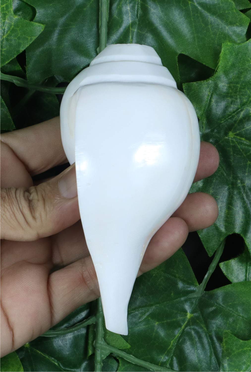 ASHIRWAD Original Blowing Shankh Vamavarti Dattatreya - Conch Shell - Puja Ritual - Plain Shankh - Shankhnaad (Shankh-10,2-11,4 cm)