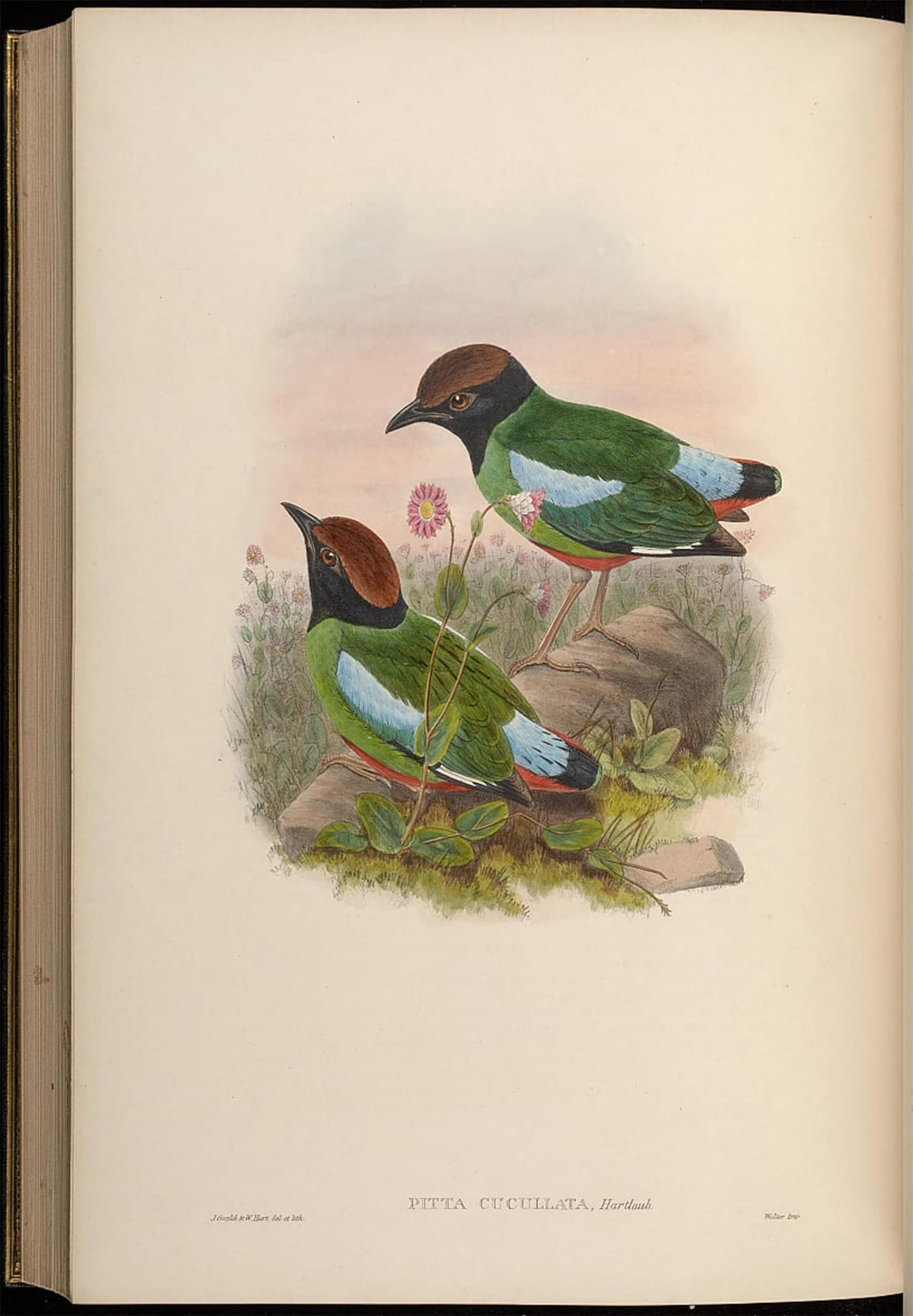 POSTERIIk Famous Animal Posters Vintage Picture Animal Bird Pitta Cucullata Pitta Sordida Cucullata by John Gould Modern Wall Decor for Home Decor 60x90cm