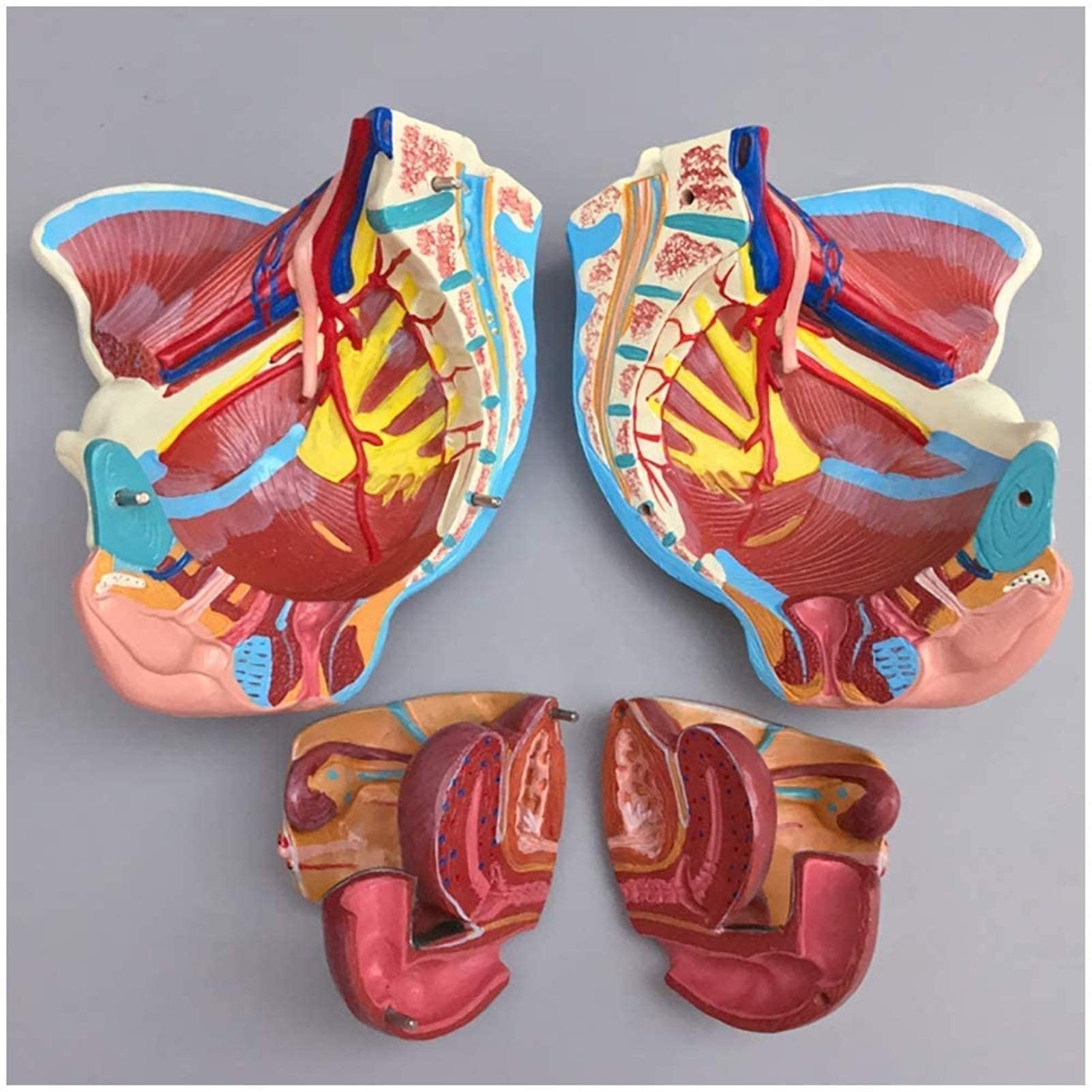 Model Anatomiczny, Kobiecy Model Miednicy, Model Miednicy Z Naczyniami Rozrodczymi I Macicą, Model Anatomiczny Mięśni Miednicy Z Dnem Miednicy