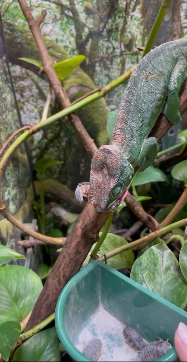 Neptune the Chameleon's Amazon Page