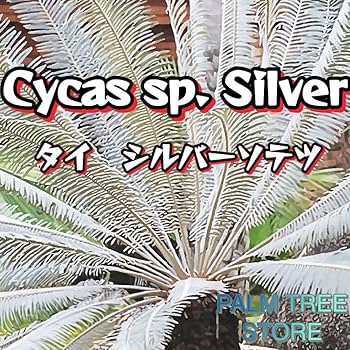 Amazon.co.jp: 【種子】サイカスspタイシルバー シルバーソテツ 1個
