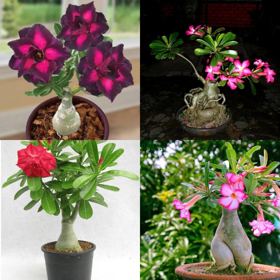 Adenium arabicum live plant, Flower plant for desert rose bonsai adenium 1 live plant