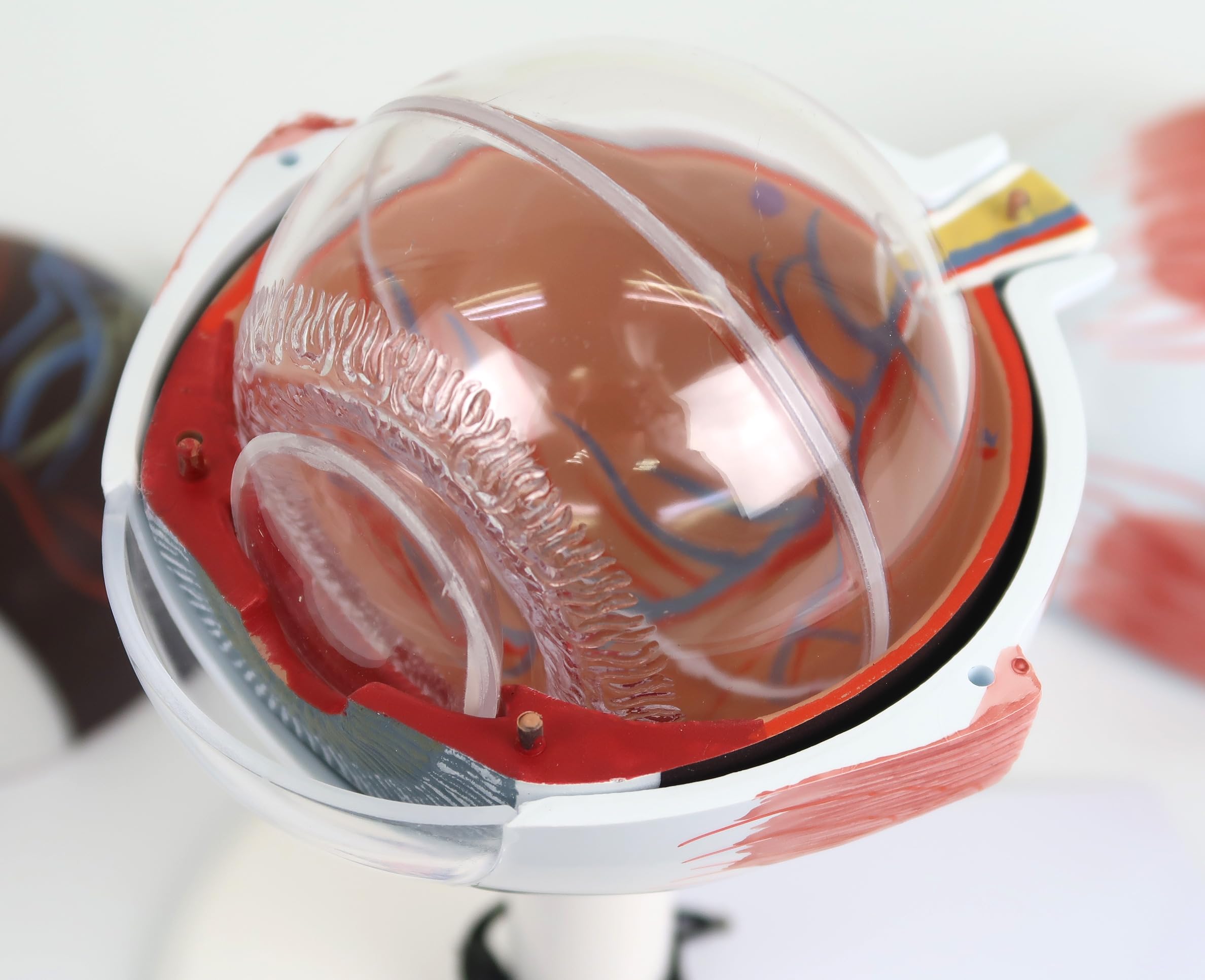 3B Scientific® Ojo Humano – Modelo Anatómico 3 Veces Ampliado en 6 Partes con Estructuras Extraíbles + Smart Anatomy App (Garantía de 5 Años)