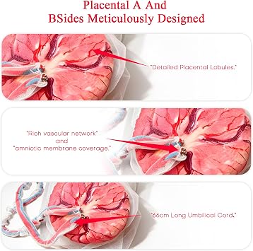 Placenta Umbilical Cord Anatomical Model Childbirth Education Doll