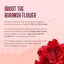 MY PAHADI DUKAN (MPD) 600ml Buransh Sanjivani Flower Juice (Rhododendron Squash) | Natural Himalayan Drink | Rich in Antioxidants & Vitamin C | Supports Heart, Digestion & Immunity | No Artificial Colors or Flavors gallery image