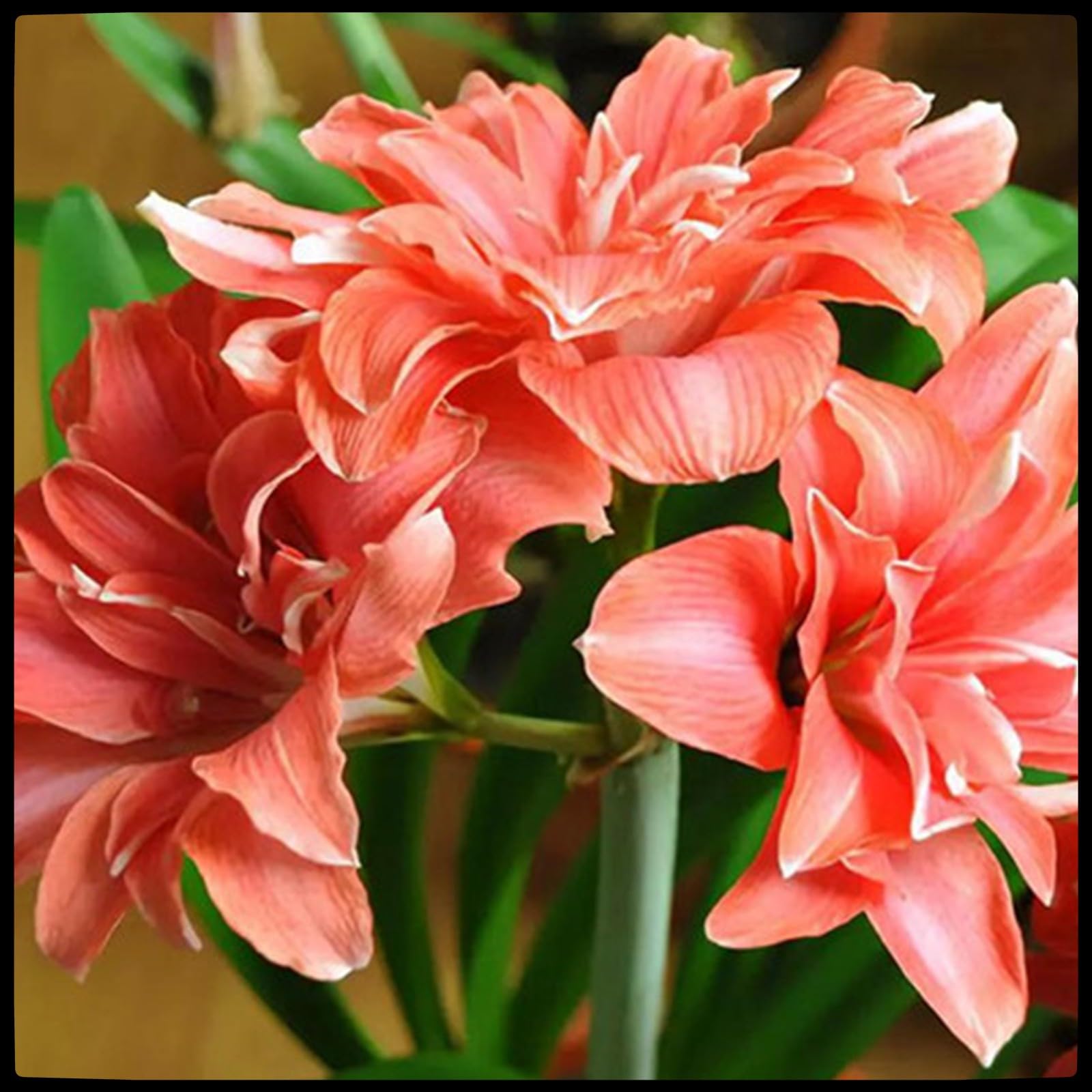 Amaryllis for Planting Now UK Ornamental Perennial Greening Flower/Good for Containers Easy Plant/Natural Organic/Excellent Display Plant Bulbs-3bulbs-A