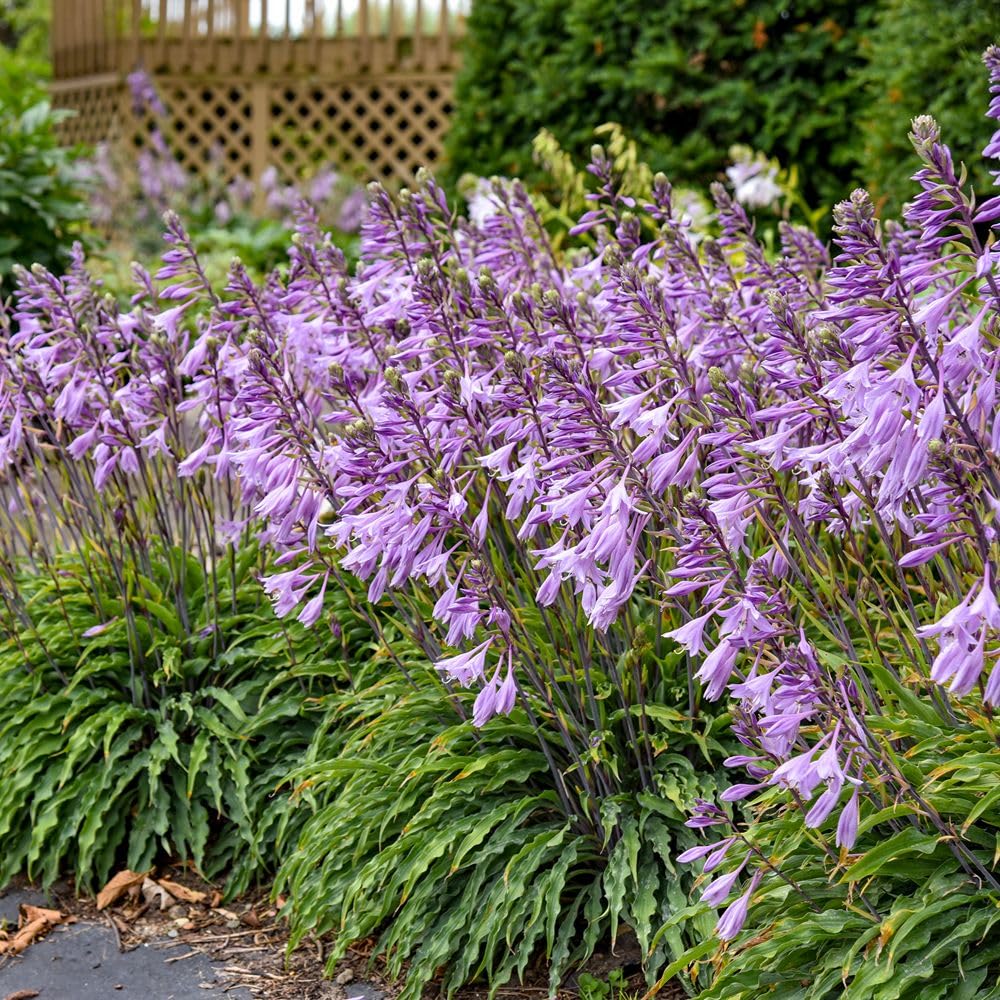 Hosta 'Silly String' – RHS Chelsea Silver Award Winner – Hardy Perennial – Blue-Green Wavy Foliage – Pale Purple Flowers – Ideal for Shady Borders or Containers – 3X 9cm Pot by Thompson and Morgan