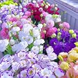 Fresh 100pcs Eustoma Flower Seeds for Planting, White & Pink Lisianthus Seeds | Easy-to-Grow Perennial Blooms for Garden & Landscaping