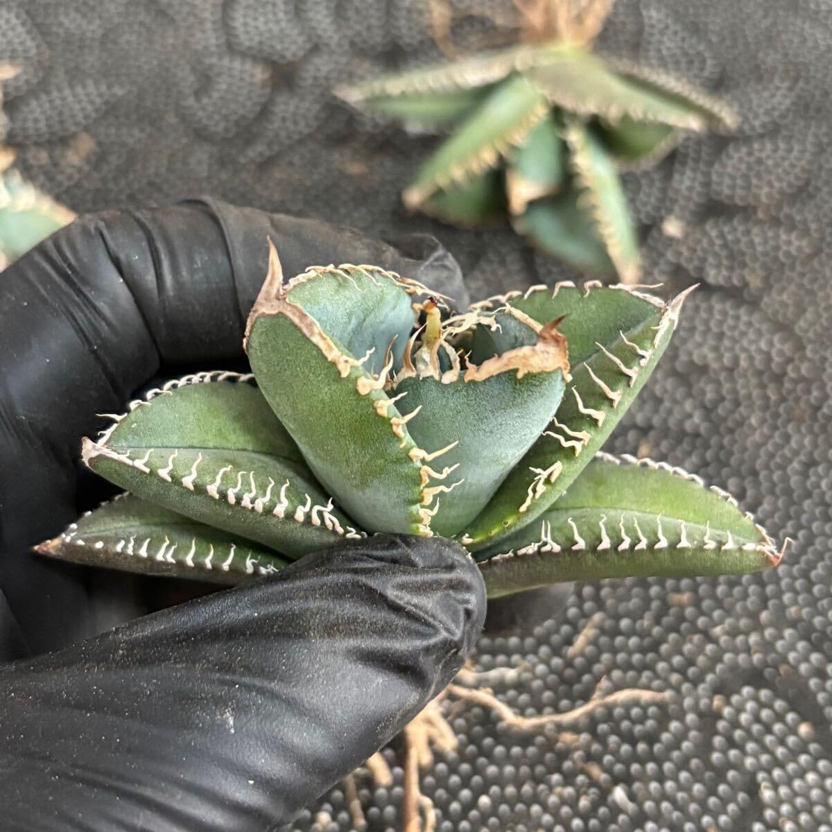 アガベ　チタノタ　悪魔くん‼️おすすめ‼️ アガベ チタノタ 悪魔くん【発根管理中】TC株 Agave titanota
