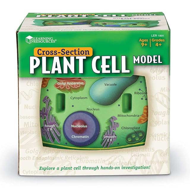 Foto 2 de 4 de Learning Resources Modelo de célula Vegetal con sección Transversal