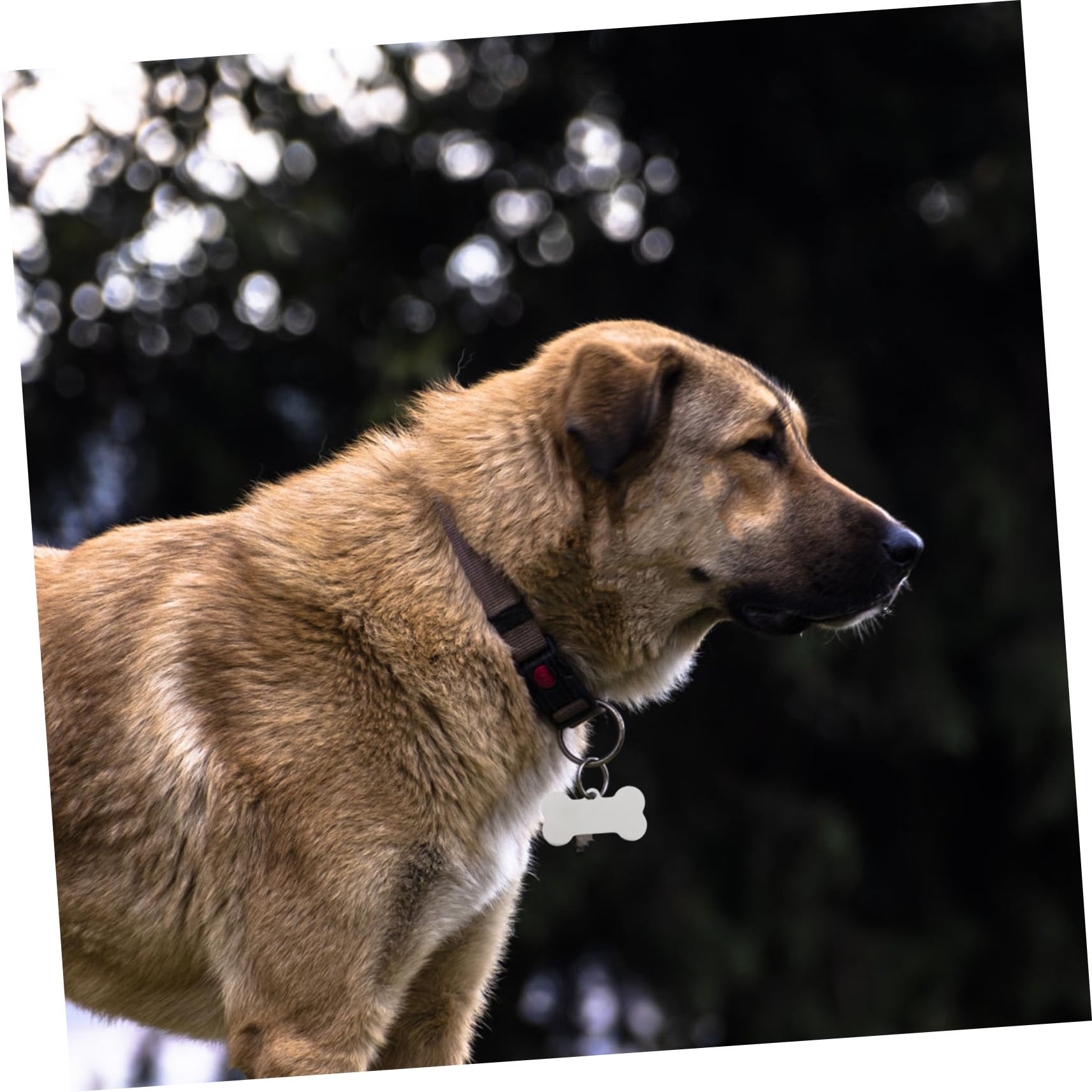 LALAFINA 25pezzi Targhette Identificative Per Animali in Inossidabile Incisibili Per e Resistenti Marcatori Per Animali Domestici