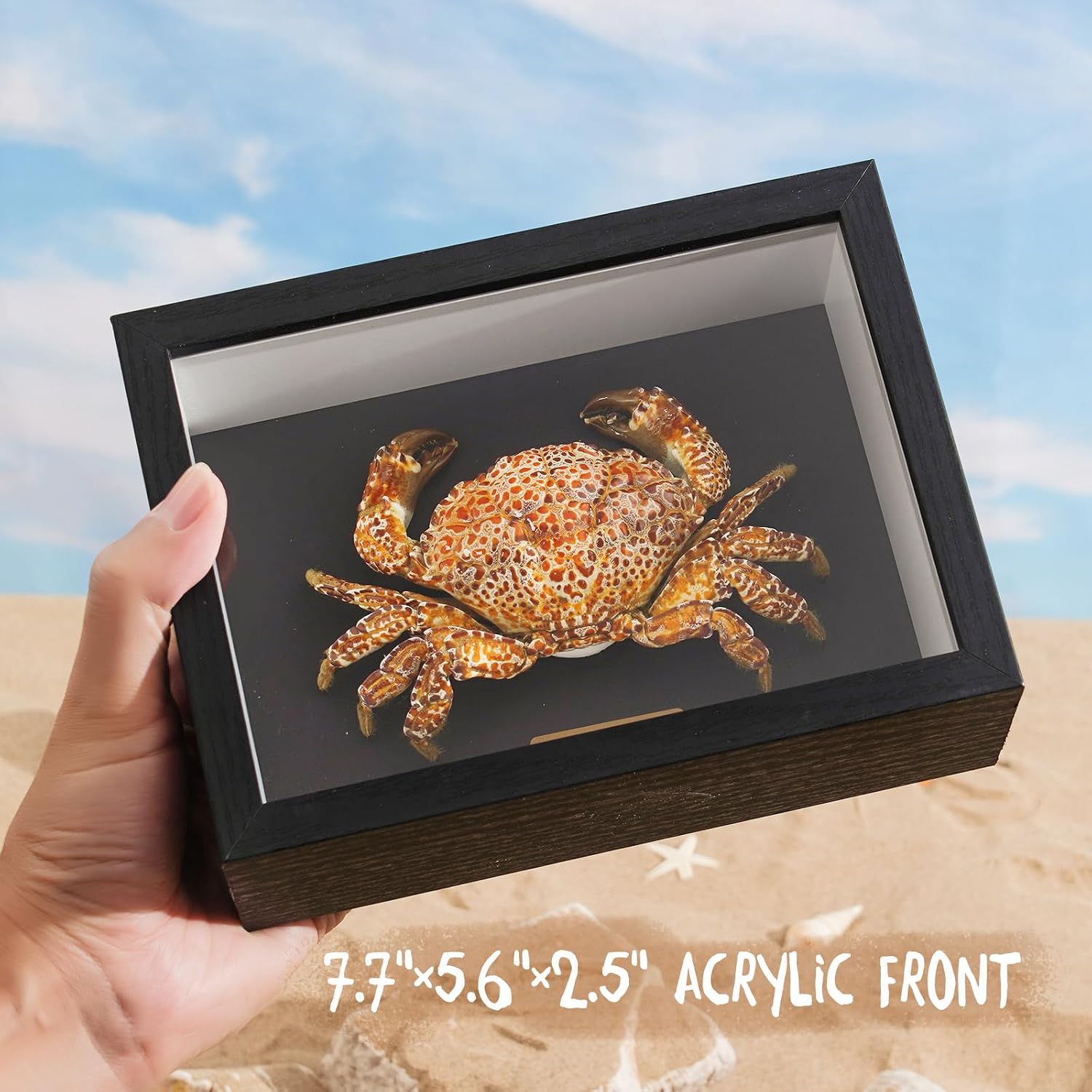 Liyoakyo Real Crab Taxidermy – Framed Preserved Specimen for Coastal Wall Decor, Beach Home Art, or Educational Display (Devil Crab, 7.7 × 5.6 × 2.5 in)