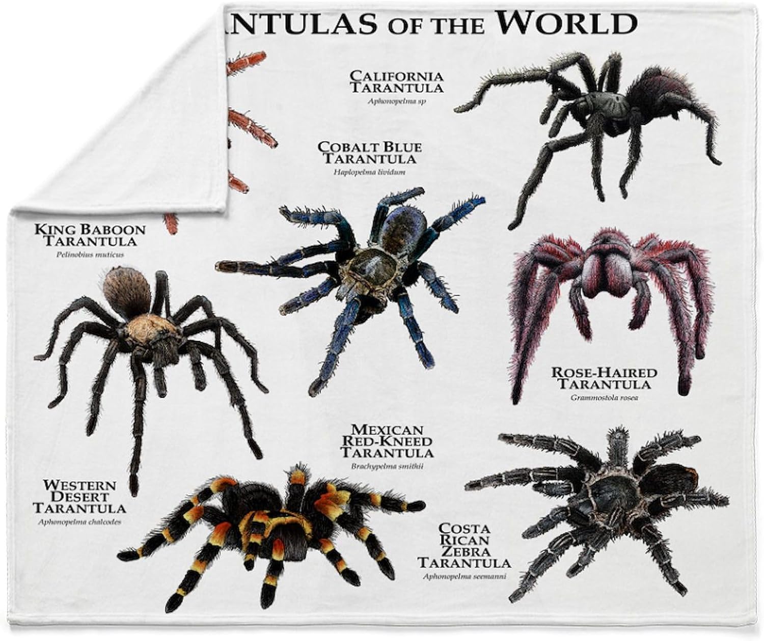 CafePress Tarantulas of The World Throw Blanket Super Soft Fleece Plush Throw Blanket, 60"x50"