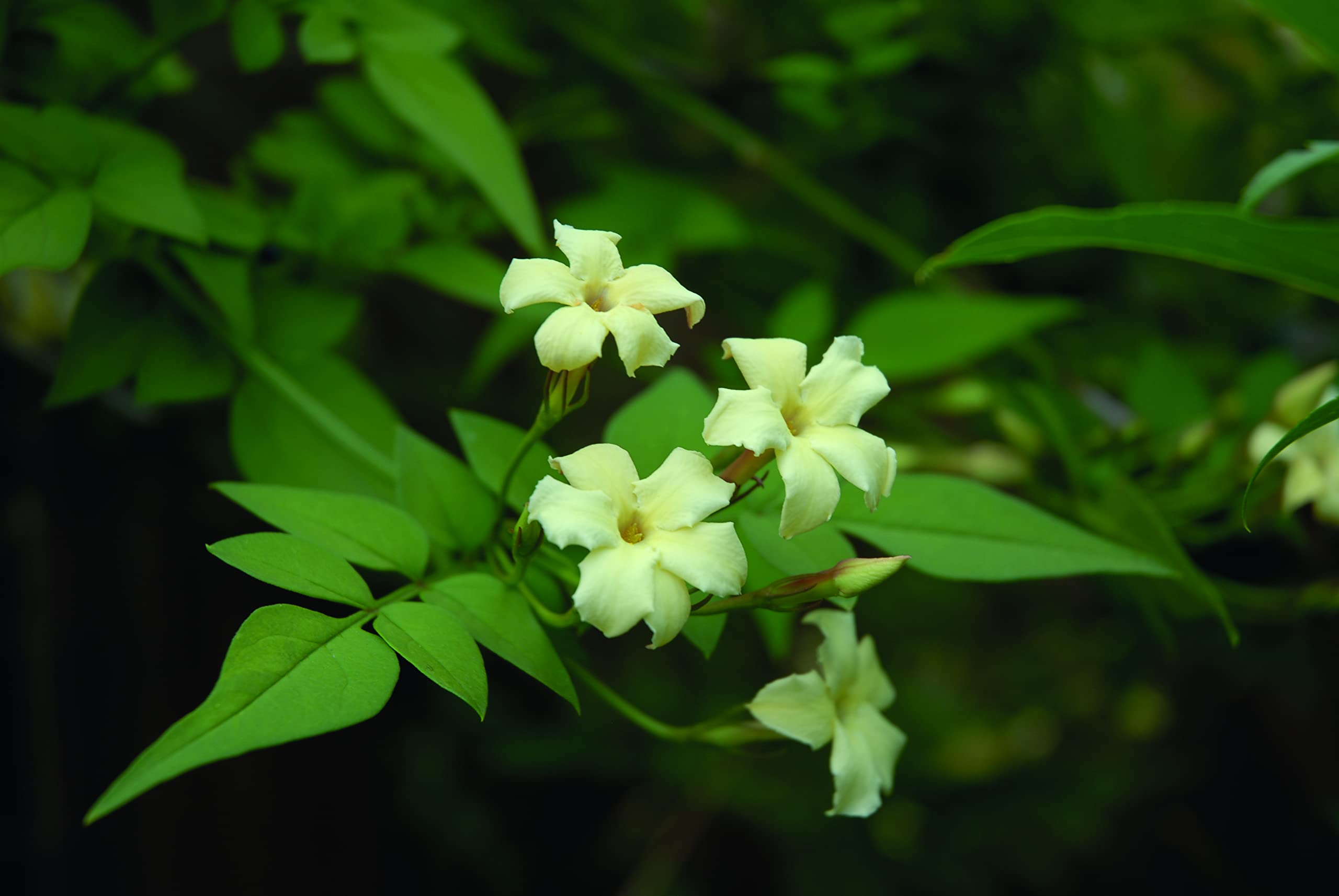 Suttons Hardy Perennial Flowering Shrub Jasmine βClotted Creamβ, Climbing Potted Garden Plants Ideal for Walls, Fences, Patio and Containers (2 x 3 Litre Pot)