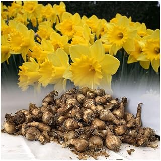 GARTHWAITE NURSERIES® : - UK Stockist. 40 King Alfred Trumpet Daffodil Bulbs Vivid Yellow Hardy Spring Flowering Perennial Great Value