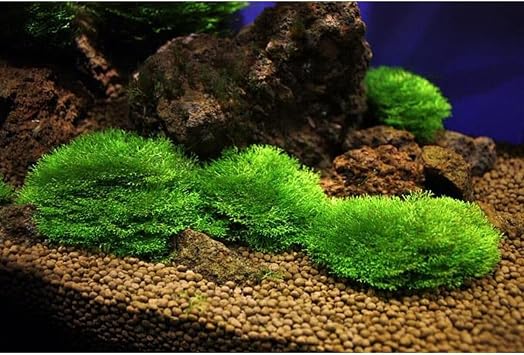 Riccia Fluitans Moss In Vitro 200cc Canl  Bitki