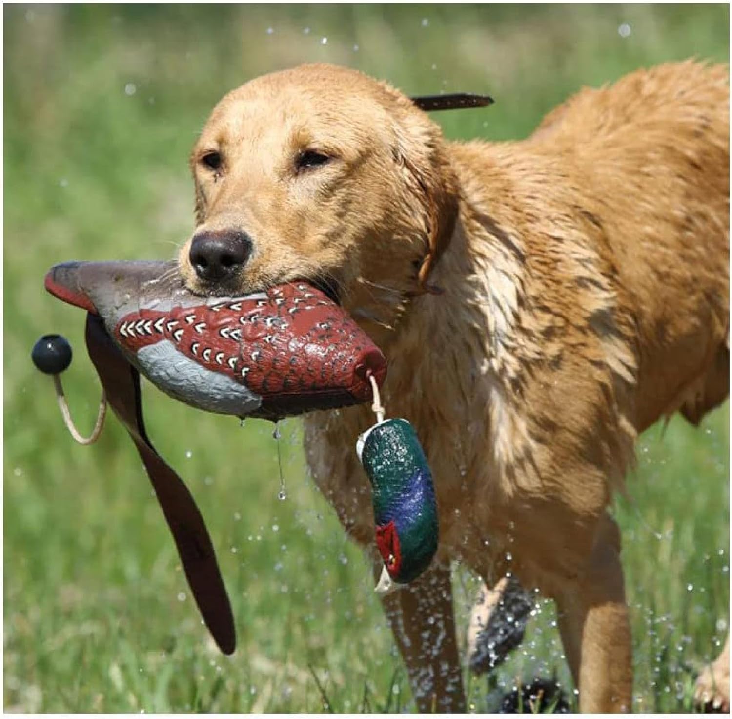 Avery Sporting Dog EZ-Bird Training Dummy – Realistic Floating Retriever Bumper for Water & Field Training