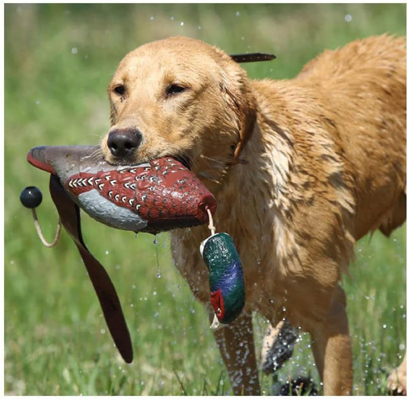 Avery Sporting Dog EZ-Bird, Fasan, Apportierdummy, Jouet pour Chien, entraînement de Chien, Flottant, env. 34 x 16 x 9 cm