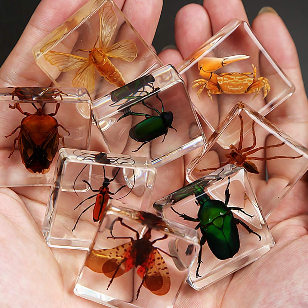 f*t様 藤本標本用品謹製 Amazon | bardsxgfg(あき) 本物の昆虫標本、絶妙な動物標本ギフト
