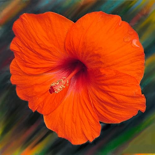 CHUXAY GARDEN Semilla de Hibisco Naranja 20 Semillas Floración Perenne Planta Floración Tropical Hibiscus Hermosas Plantas en maceta