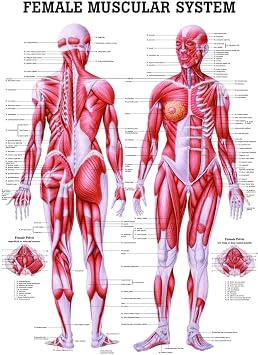 CH35 The Female Muscular System Laminated Anatomy Chart