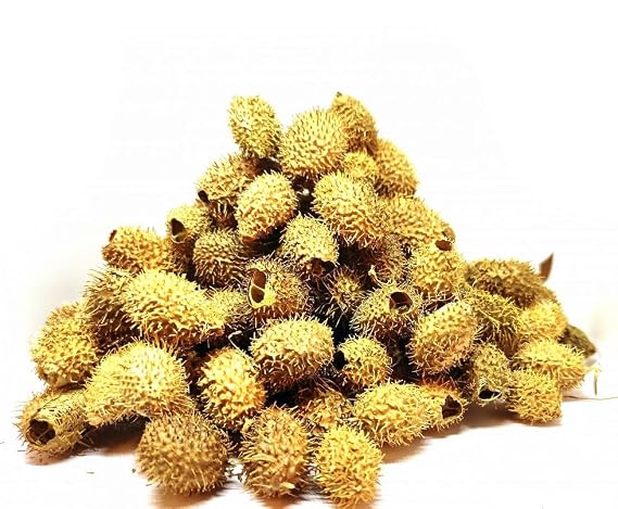 My God Gift Bindal Doda - Devdali - luffa echinata (200 GM)