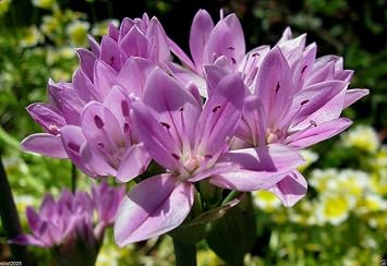 30 Allium unifolium Kellogg Oneleaf Onion pink,for rock garden