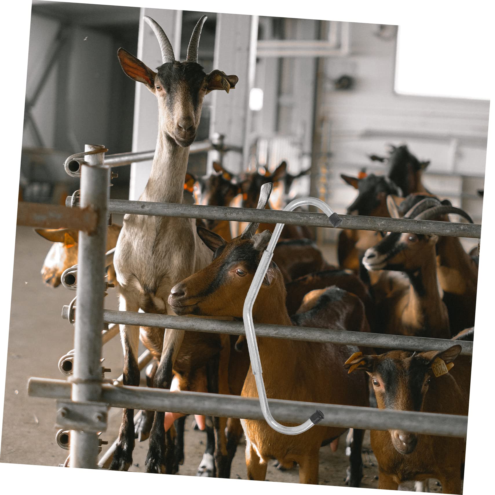 Varilla Antipatada Ajustable para Ganado, Galvanizada, Plata | Equipo Veterinario para Vacas, Robusta y Desmontable, Uso en Granja Doméstica