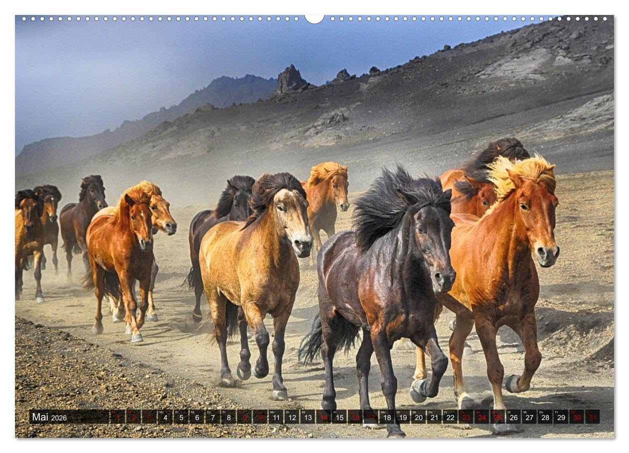 Pferde - wild und ungezähmt (Wandkalender 2026 DIN A2 quer), CALVENDO Monatskalender: Traumhafte Bilder frei lebender Pferderassen in ursprünglichen Naturlandschaften (CALVENDO Tiere)