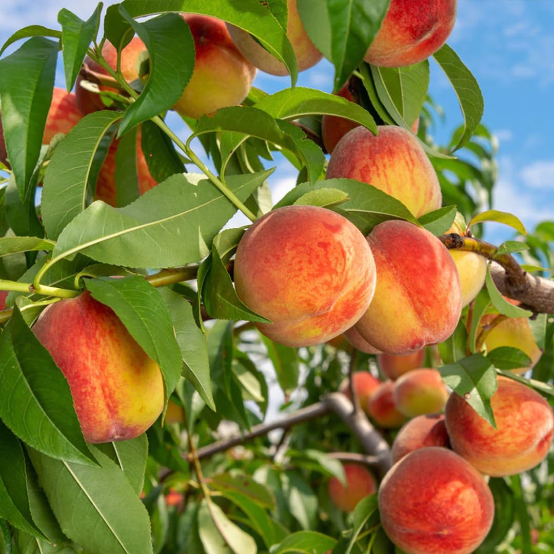 M-Tech Gardens Rare Peach " Reliance " Prunus persica Fruit 5 Seeds Pack for growing