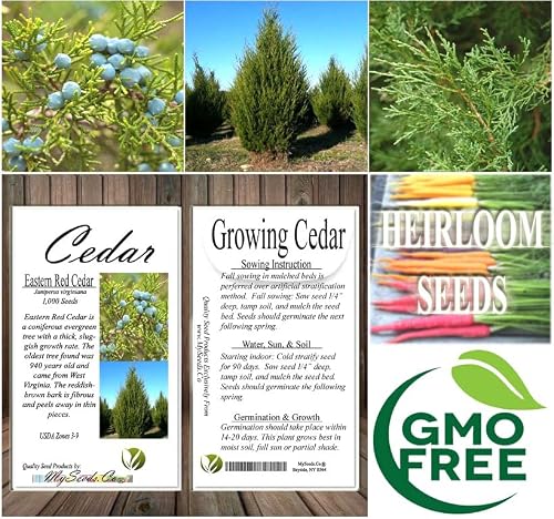 Cedar, Dogwood, Pine, Redwood, Spruce, Tree Seed By Myseeds.co, You Choose The Color N Quantity (1 Pack, Eastern Red Cedar - Big Pack) #TOP6