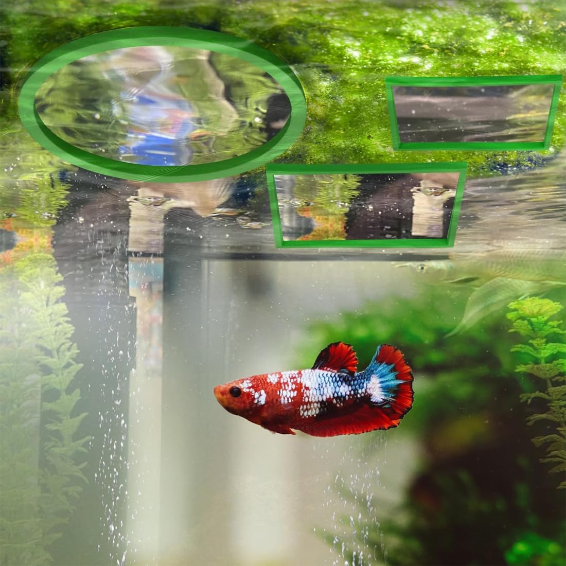Anelli galleggianti per piante da acquario, Confezione da 10, contenitori in schiuma