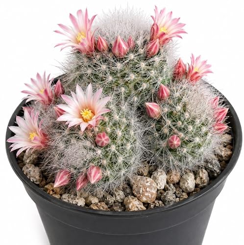 Mammillaria Schwarzii Live Plant in 2.5 Inch Pot, Blooming Cactus,