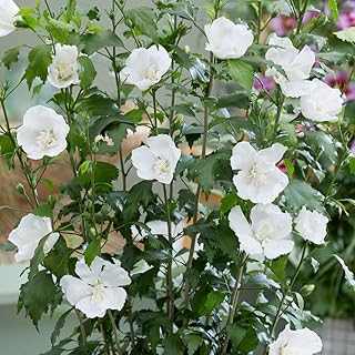 1 Plant White Rose of Sharon White Blooms Hibiscus Diana Althea Shrub 12 to 16 in Tall Quart Container