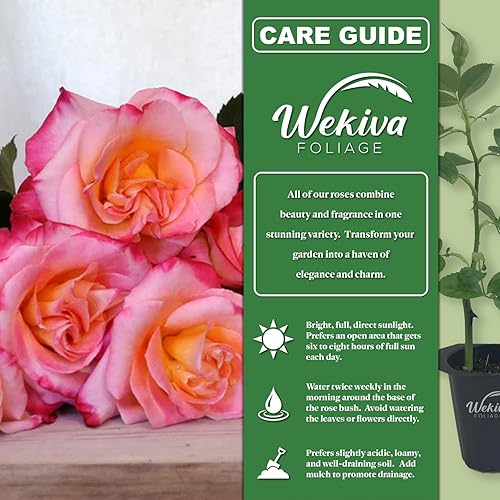 Miniatura 2 de Granada Rose Bush  3 plantas de inicio vivo en macetas de 2 pulgadas  Rosa de reliquia bellamente fragante de Florida  Una belleza versátil con una