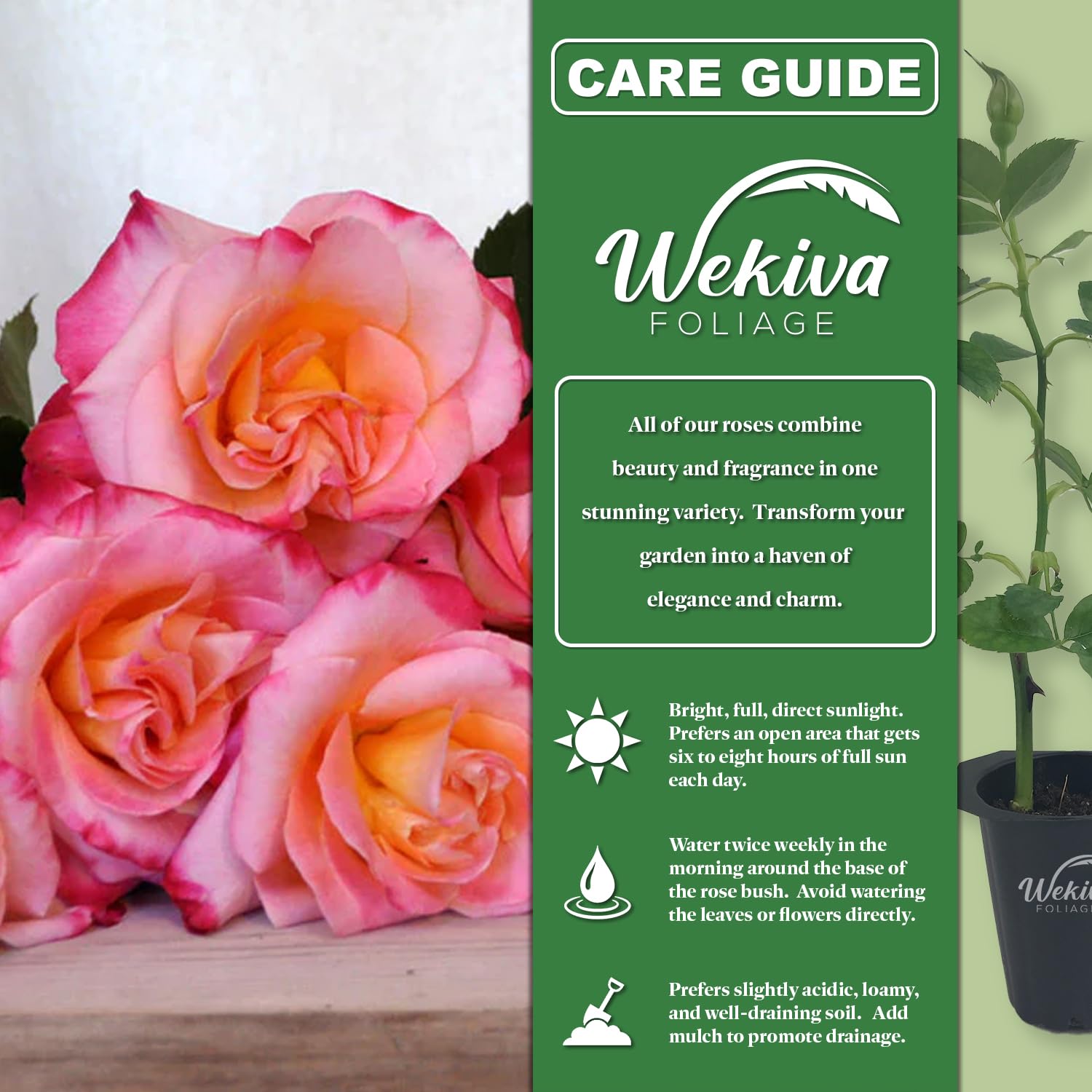 TATRAS EXCLUSIVE FOR ROSE BUD　LTA5RB4195 Enchanted Rose Garden Bouquet | Encinitas, CA