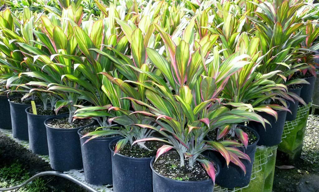 cordyline kiwi plant Cordyline Kiwi — Dutch Growers Regina main image 0
