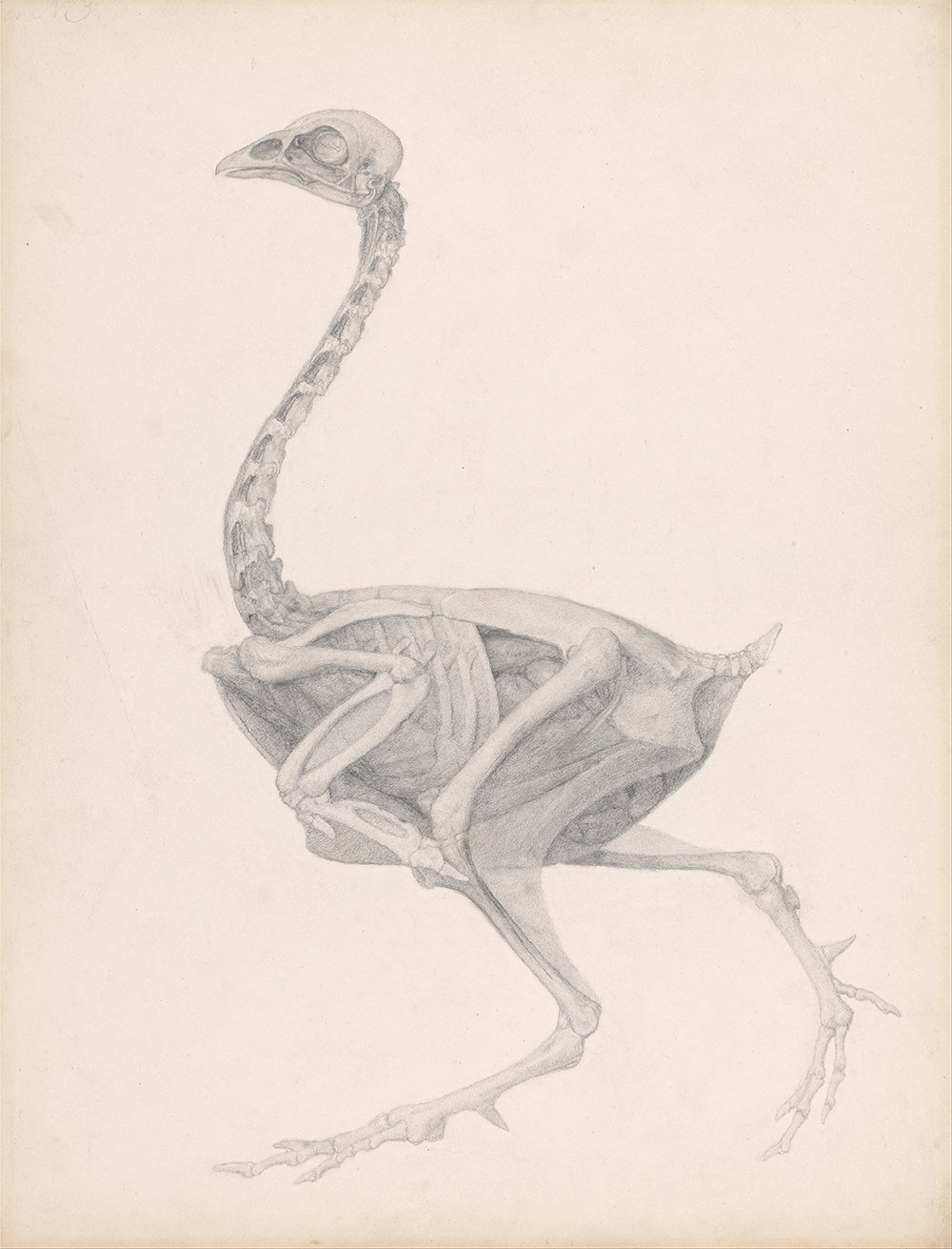 Cuadro de George Stubbs del avestruz anatómico con marco mate de calidad