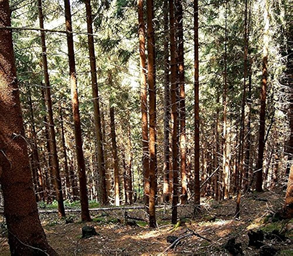 Amazon.co.jp: ヨーロッパトウヒ＜欧州トウヒ＞ ［北米産］ 種子