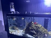 Review Image by Francis Vega Francis Vega