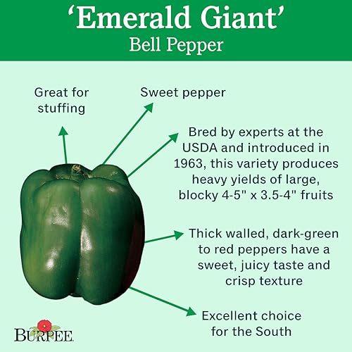 Miniatura 2 de Burpee Semillas de Pimiento Dulce Gigante Esmeralda 30 semillas