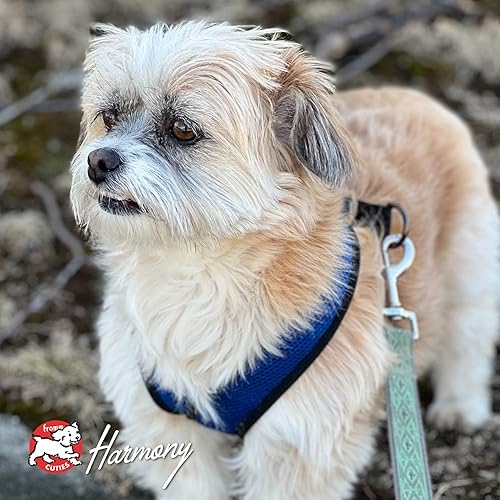 Miniatura 9 de Fromm Four-Star Nutritionals Salmon A La Veg - Alimento seco prémium para perros, receta de salmón, 12 libras