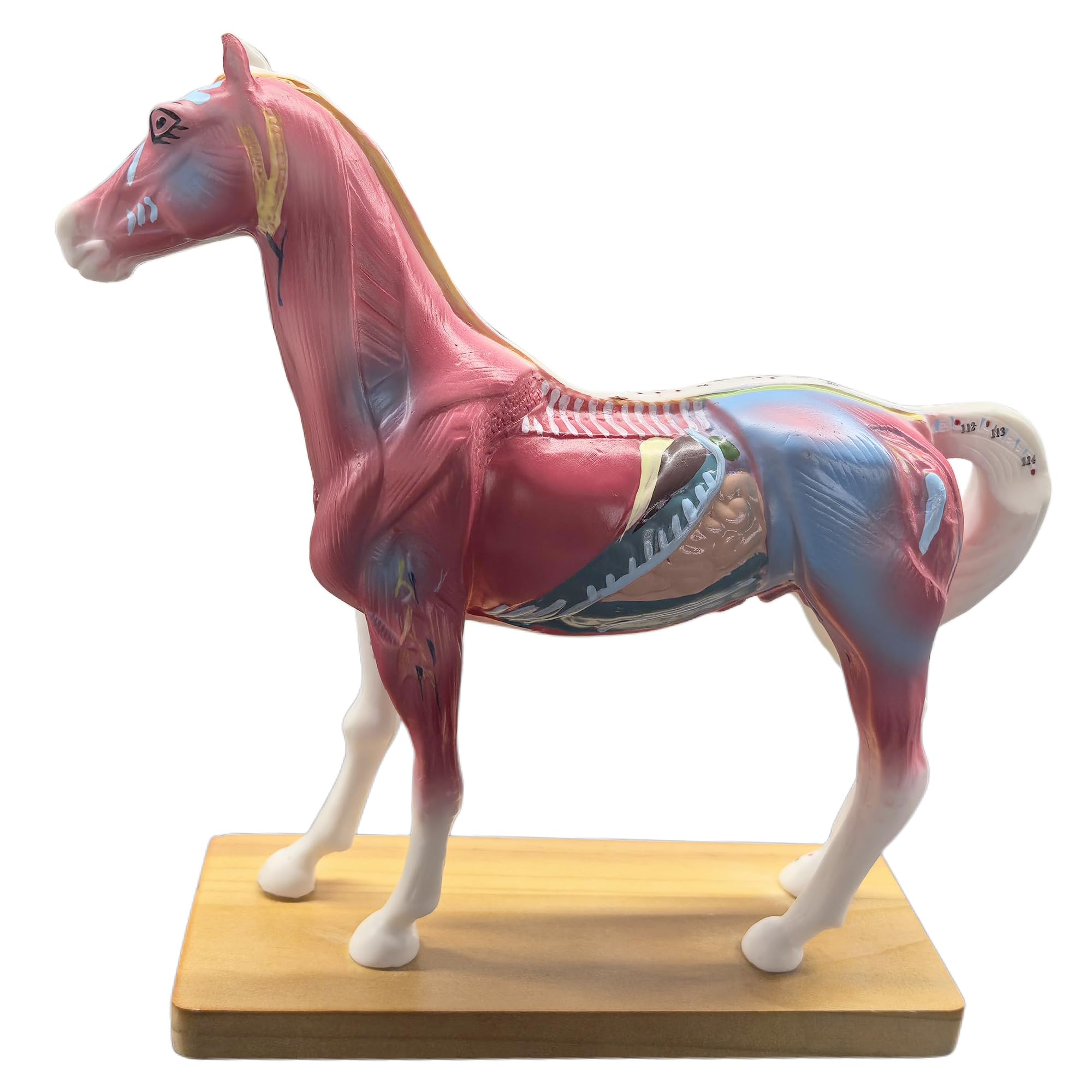 Modèle acupuncture cheval AMITD 114 points pour éviter les erreurs de repérage