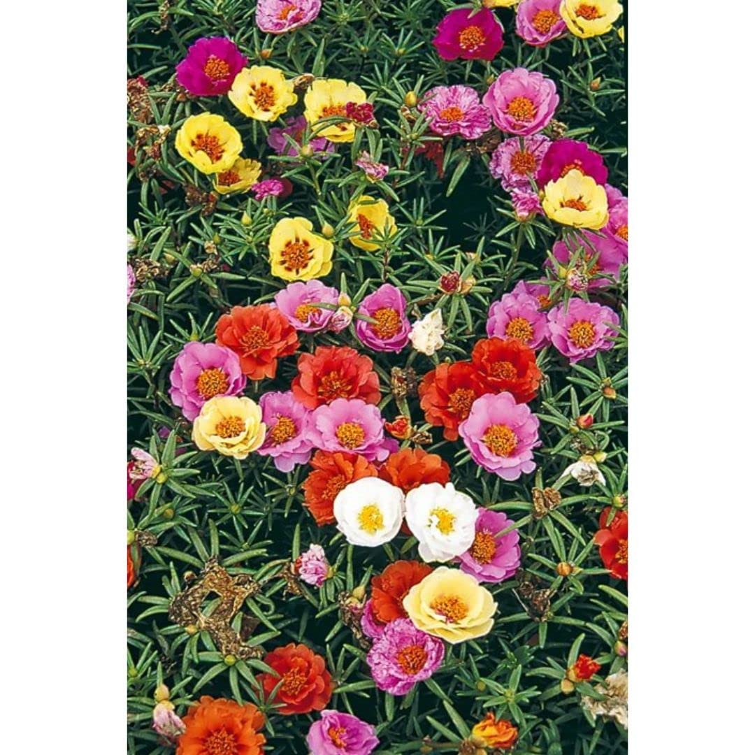 AYWAL Portulaca Mix Color Seeds/Moss Rose/ 9o Clock Mix Flower Seeds (100 Seeds) P170 (B0C6FP1SFV) Amazon Price History, Amazon Price Tracker