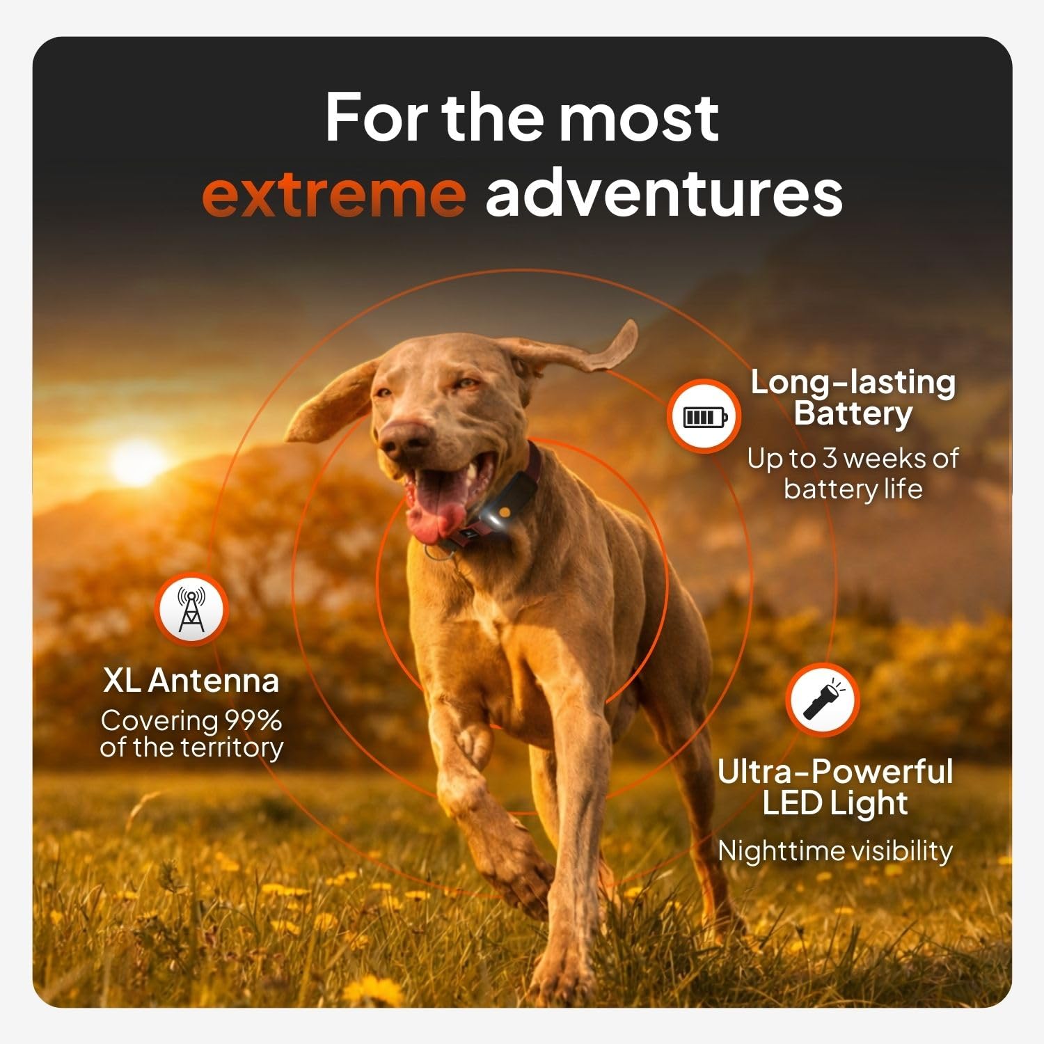 Weenect Dog XT - NEW GPS Collar for Dogs | XL Antenna | Waterproof | Ultra-Durable Integrated Julius-K9 Collar | Subscription Required - image 2