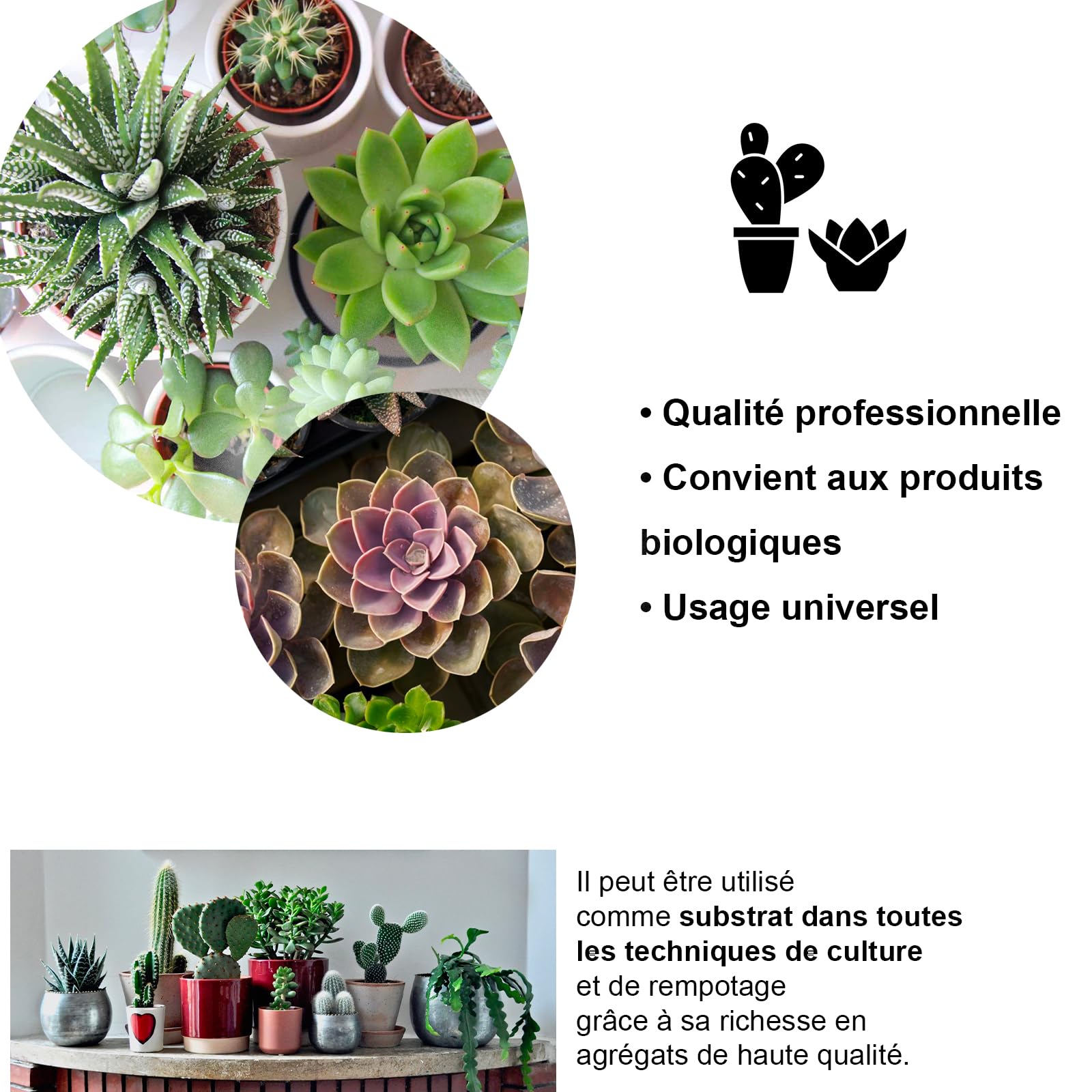 Kalapanta Terreau Cactus, Plantes Grasses, Succulentes et Cactées, 2L - 100% Naturel et Biologique, Parfait pour Les Plantes succulentes et Les Cactus d'intérieur et d'extérieur