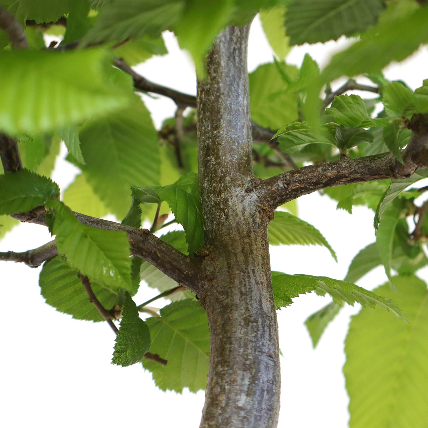 KENTIS - Hainbuche Bonsai - Carpinus Betulus - Echte Zierpflanzen Für Draußen - Garten Balkon Terrasse - H 45/55 cm Ø 26 cm