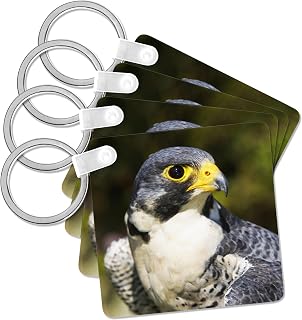 3dRose, Wary eye of Peregrine falcon - NA02 PWO0111 - PiperAnne Worcester, Key Chain