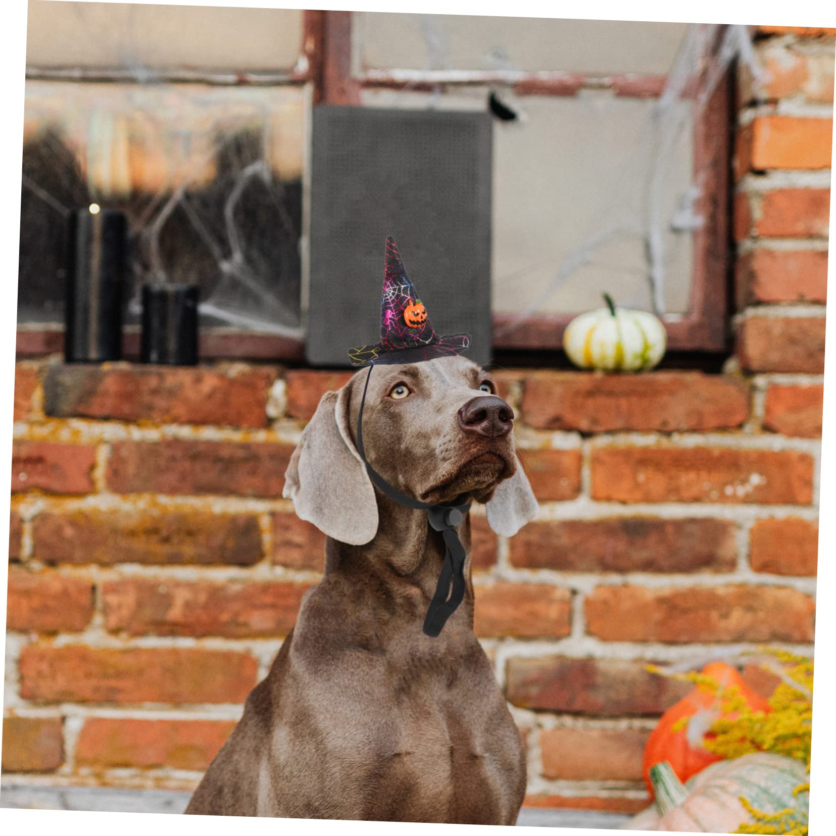 Kisangel 16stücke Teiliges Von Dekorativen Halloween-Witch-hüten Für Haustiere Vielseitige Katzen Und Hundezubehör Für Festlichkeiten Und Cosplay Leicht Bequem Und Auffällig
